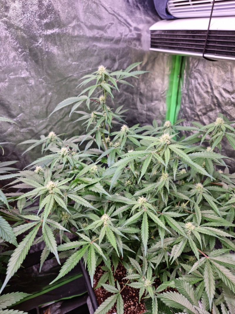 GA 27days