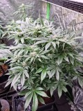 mk a 37days