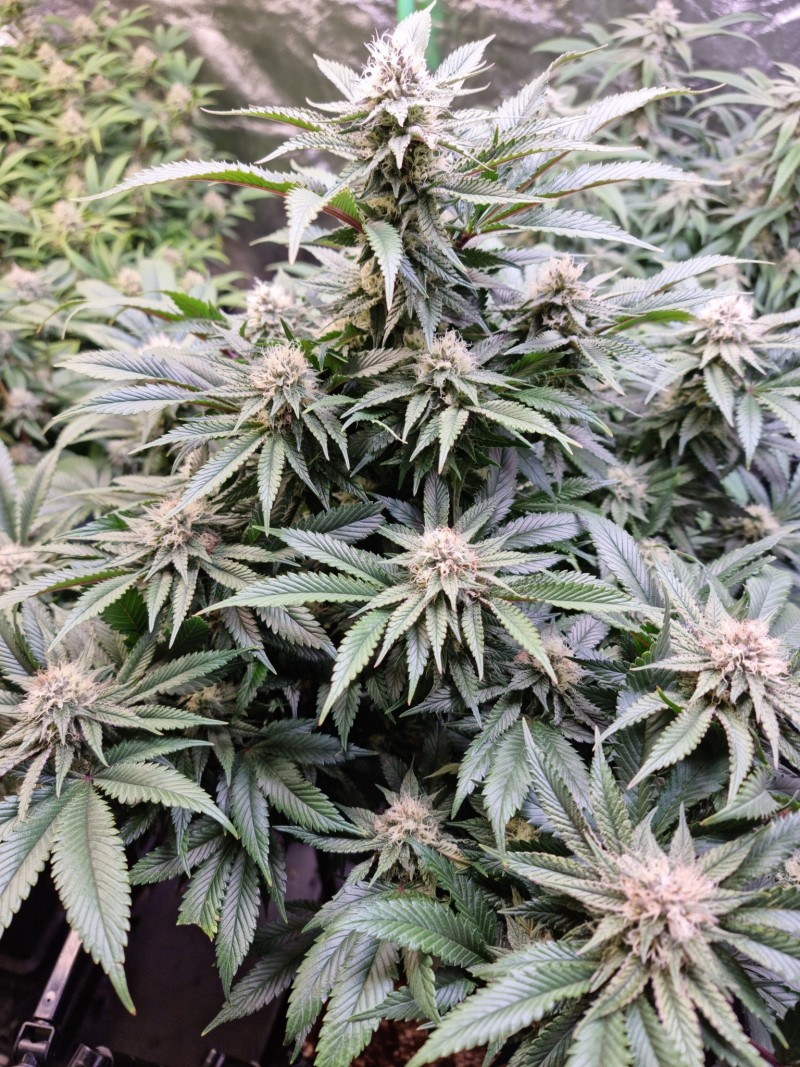 mk b 37 days