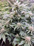 mk b 37 days