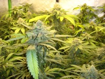 cheese5