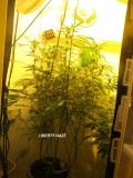 w4 bloom (1)