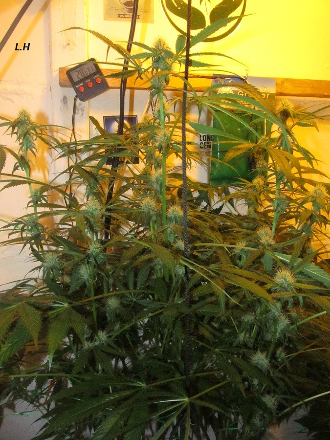 w4 bloom (3)