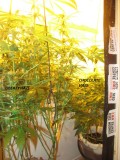 w4 bloom (4)