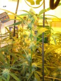 w4 bloom (5)