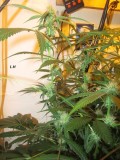w4 bloom (7)