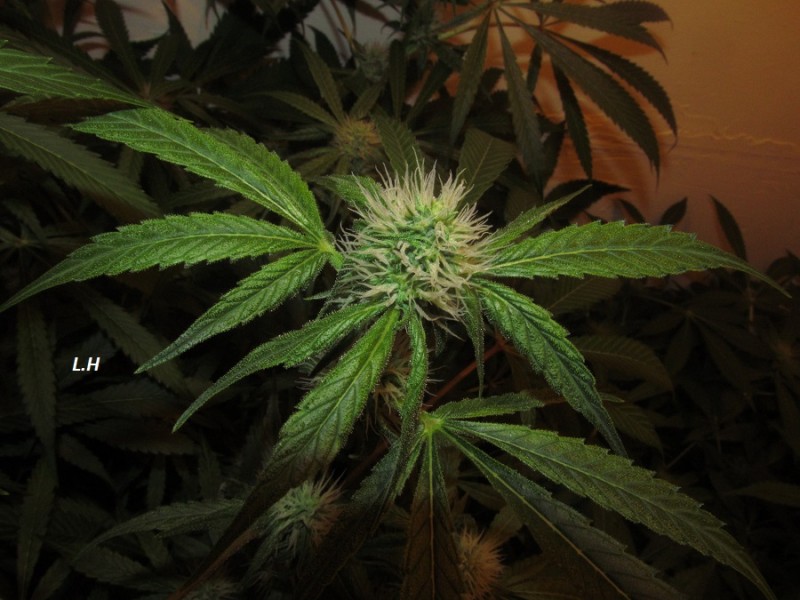 w4 bloom (8)