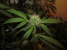 w4 bloom (8)