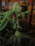 w4 bloom (10)