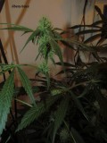 w4 bloom (11)