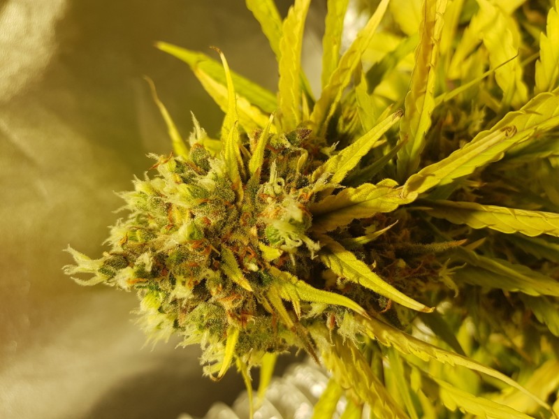 Dodgy Bud Growths