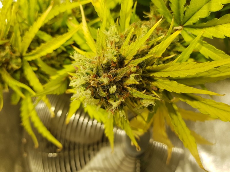 Dodgy Bud Growths