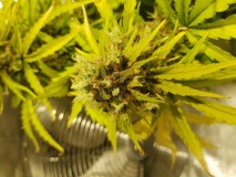 Dodgy Bud Growths