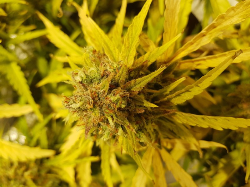 Dodgy Bud Growths
