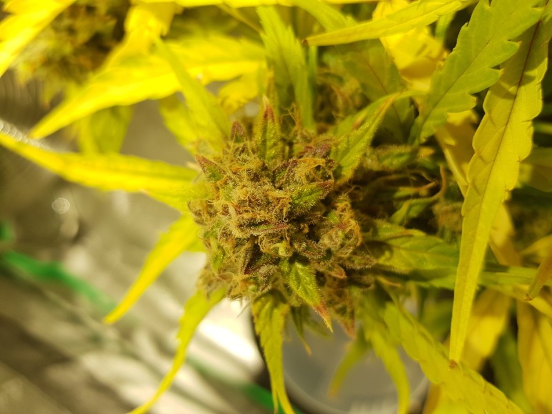 Dodgy Bud Growths