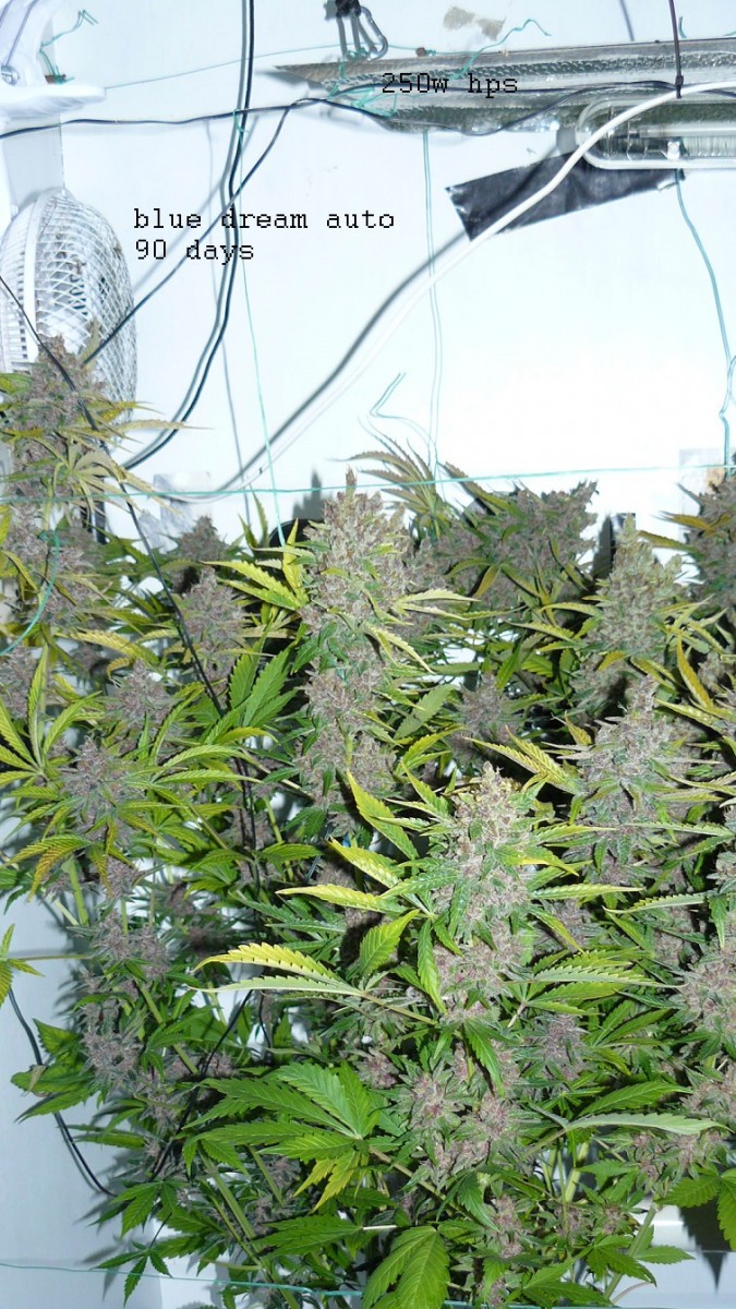 drobes autos,photos veg cab 14 02 22 032