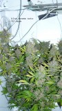 drobes autos,photos veg cab 14 02 22 032