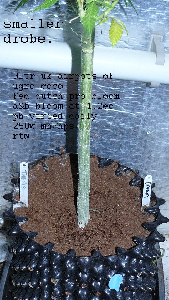 drobes 18 06 22 001