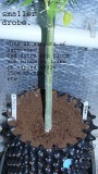 drobes 18 06 22 001