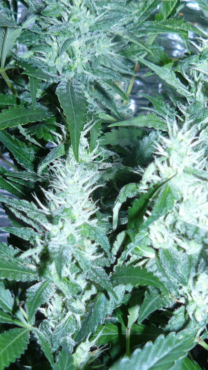 drobes 18 06 22 007