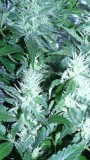 drobes 18 06 22 007