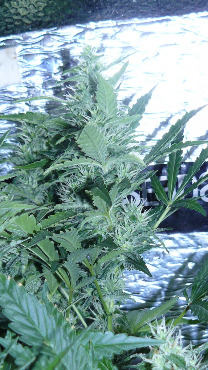drobes 18 06 22 008