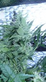 drobes 18 06 22 008