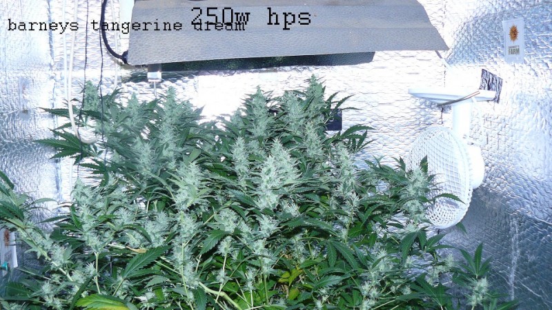 drobes 18 06 22 010