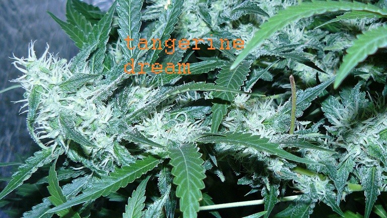 drobes 18 06 22 012