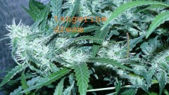 drobes 18 06 22 012