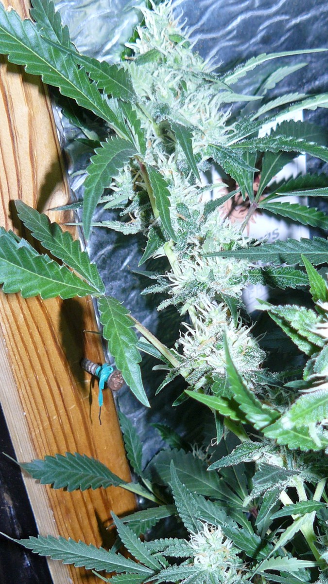 drobes 18 06 22 013