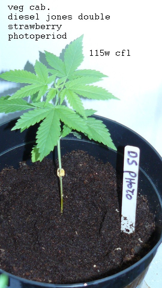 drobes 18 06 22 015