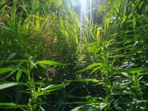 IMG-20220618-WA0004