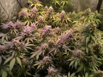 SAM_2067