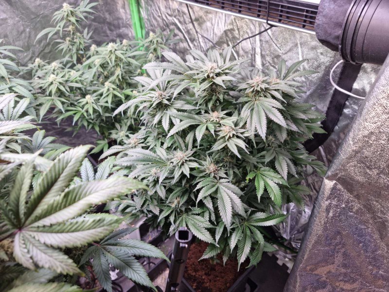 mk a 44days