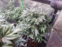 mk a 44days