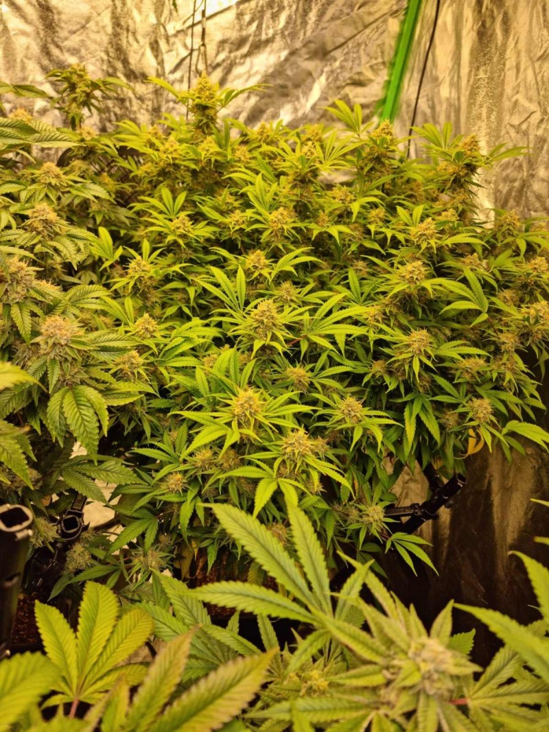 mt 44days
