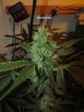bloom w5 (1)