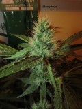 bloom w5 (2)