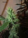 bloom w5 (3)