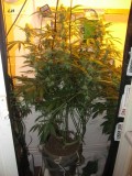 bloom w5 (4)