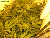 bloom w5 (5)