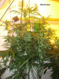 bloom w5 (6)