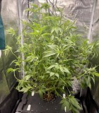 hydro mommy after