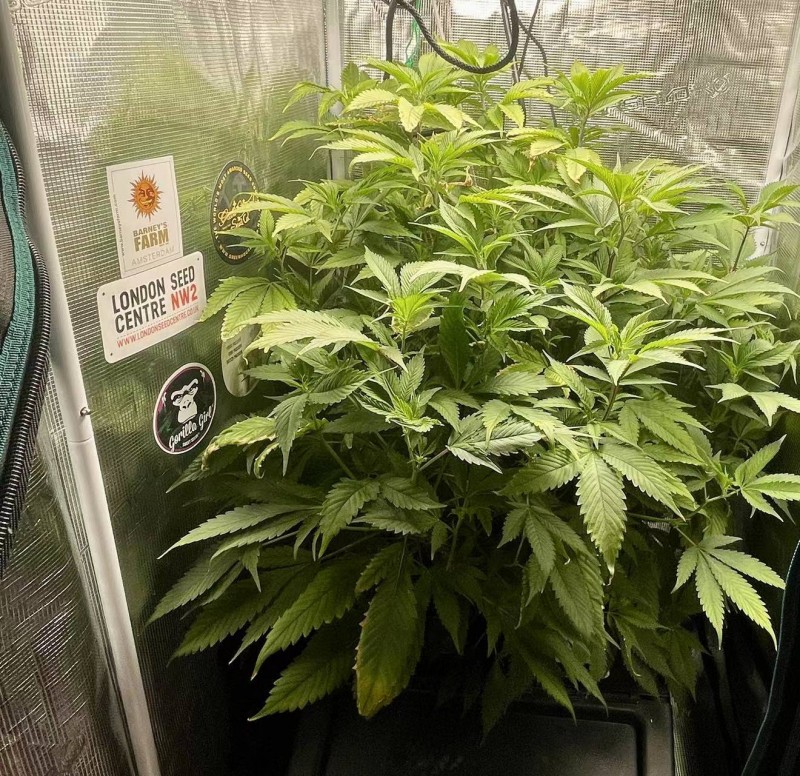 hydro mommy before