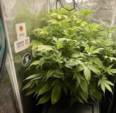 hydro mommy before