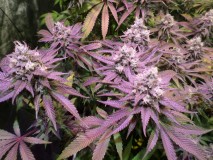 SAM_2079