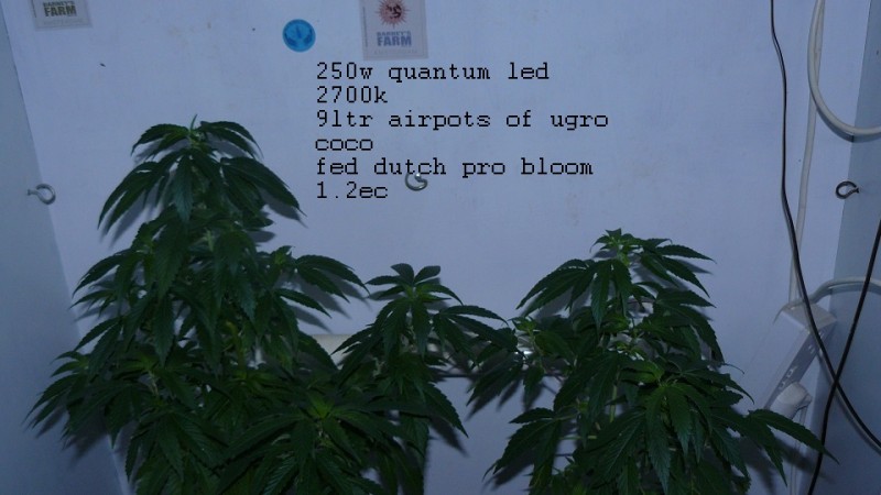 drobes 23 06 22 003