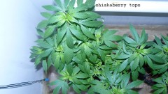 drobes 23 06 22 006