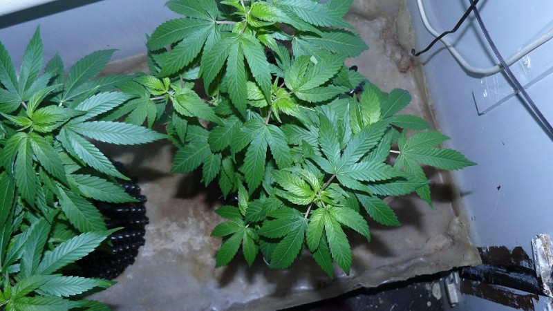 drobes 23 06 22 007
